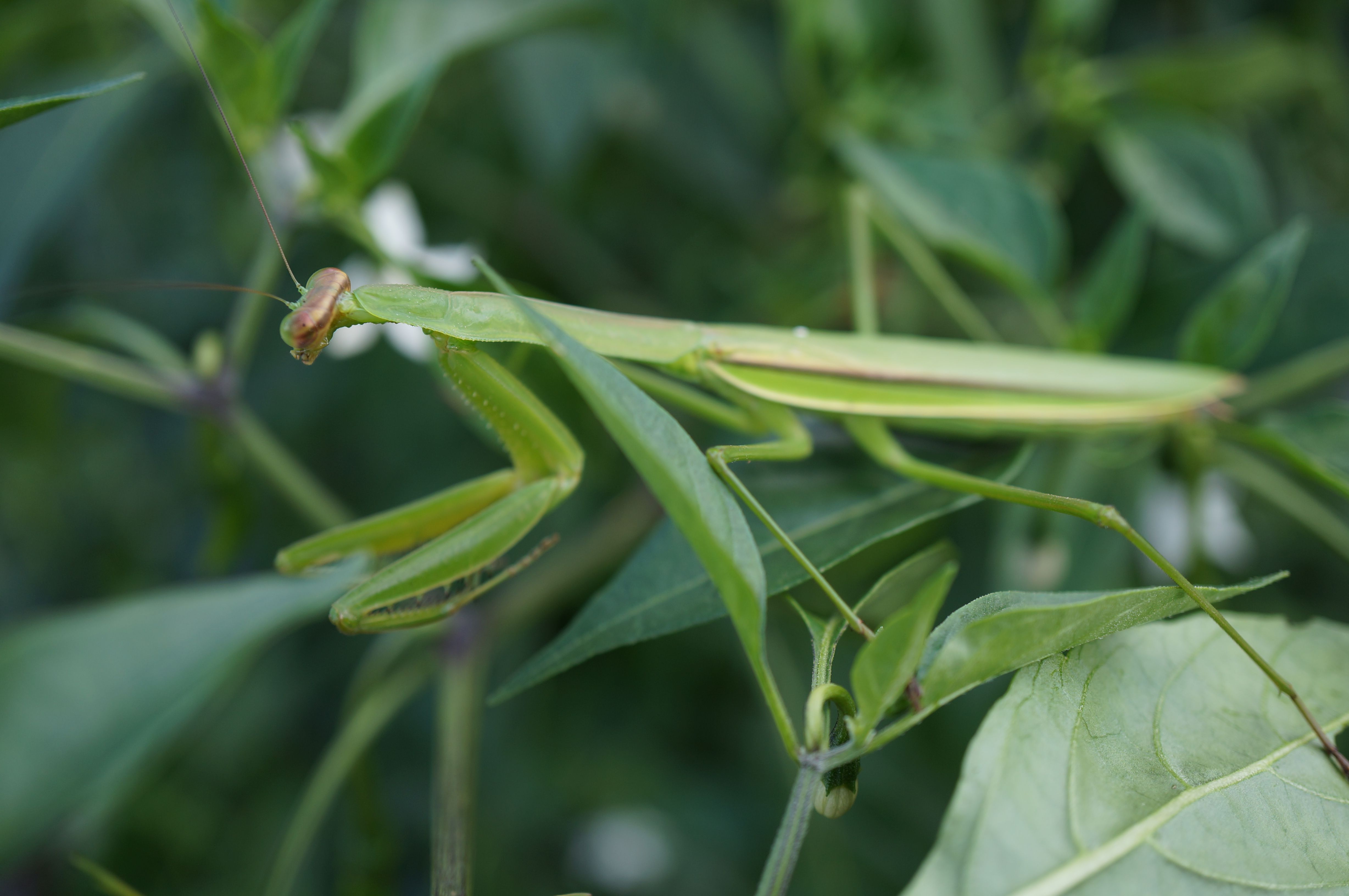 オオカマキリ 昆虫図鑑