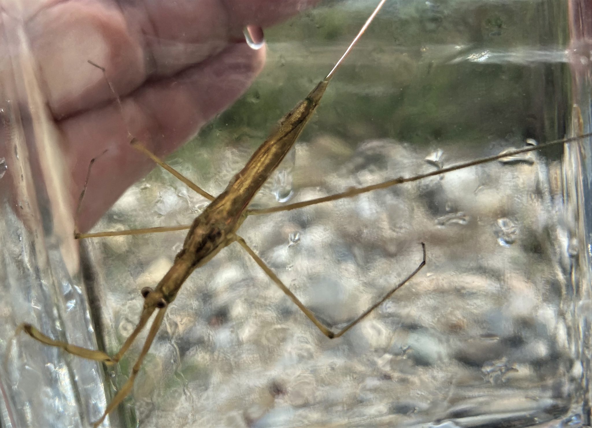 ミズカマキリ 昆虫図鑑