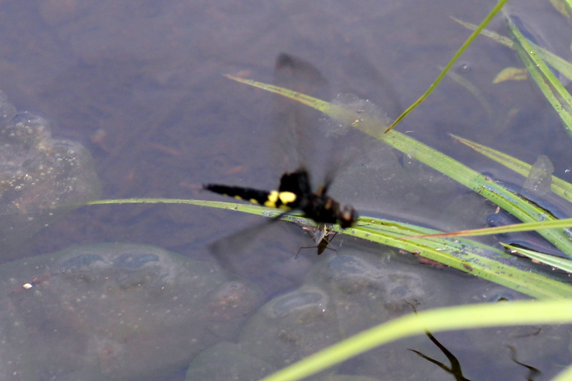 コシアキトンボ GreenBreeze