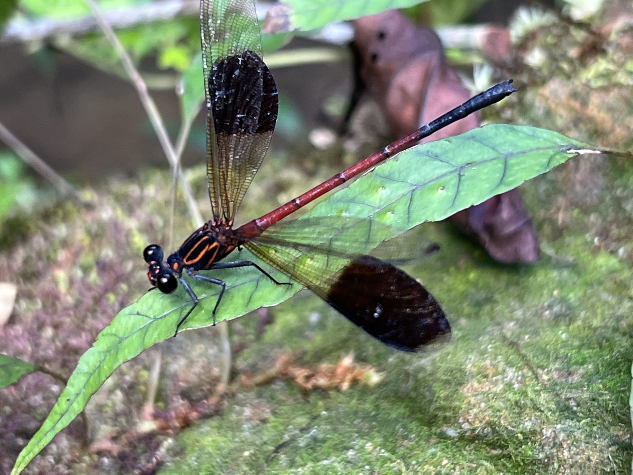 コナカハグロトンボ GreenBreeze