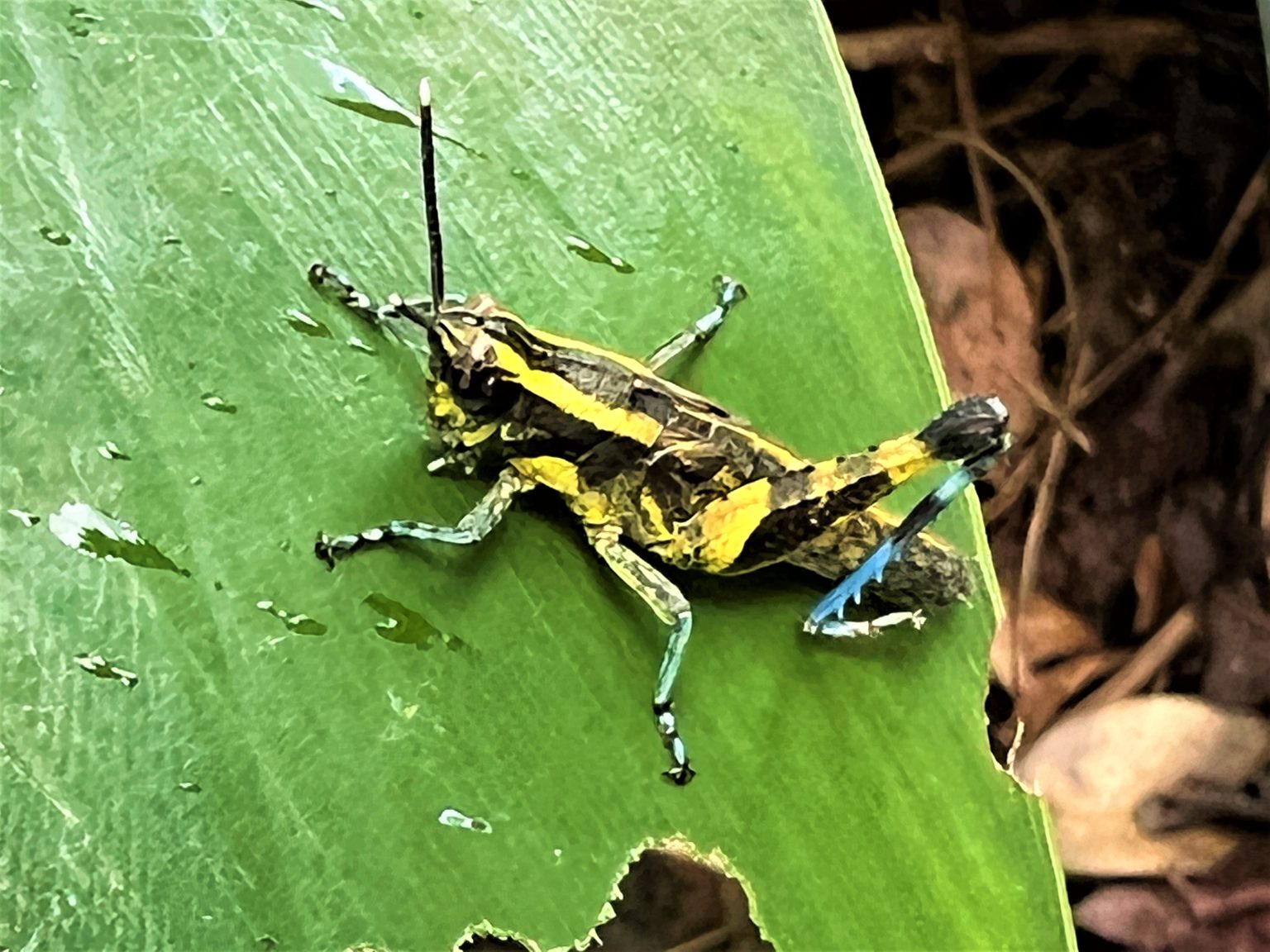 イリオモテモリバッタ GreenBreeze