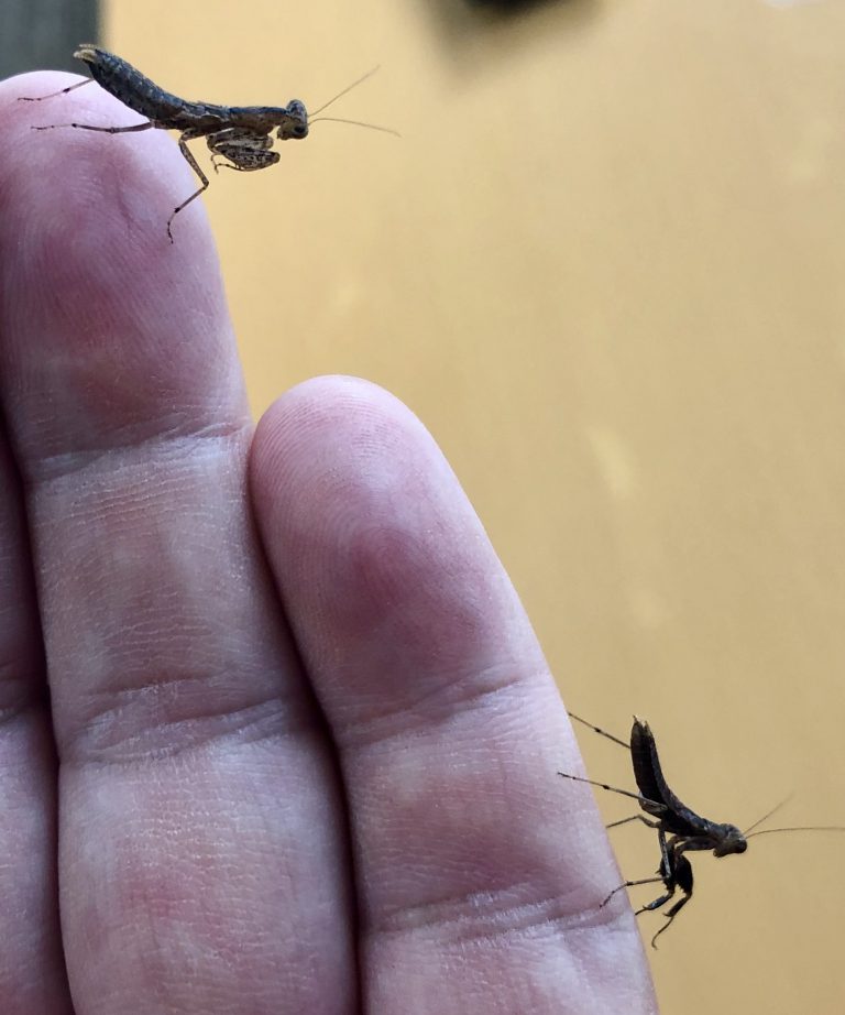 ヒナカマキリ GreenBreeze