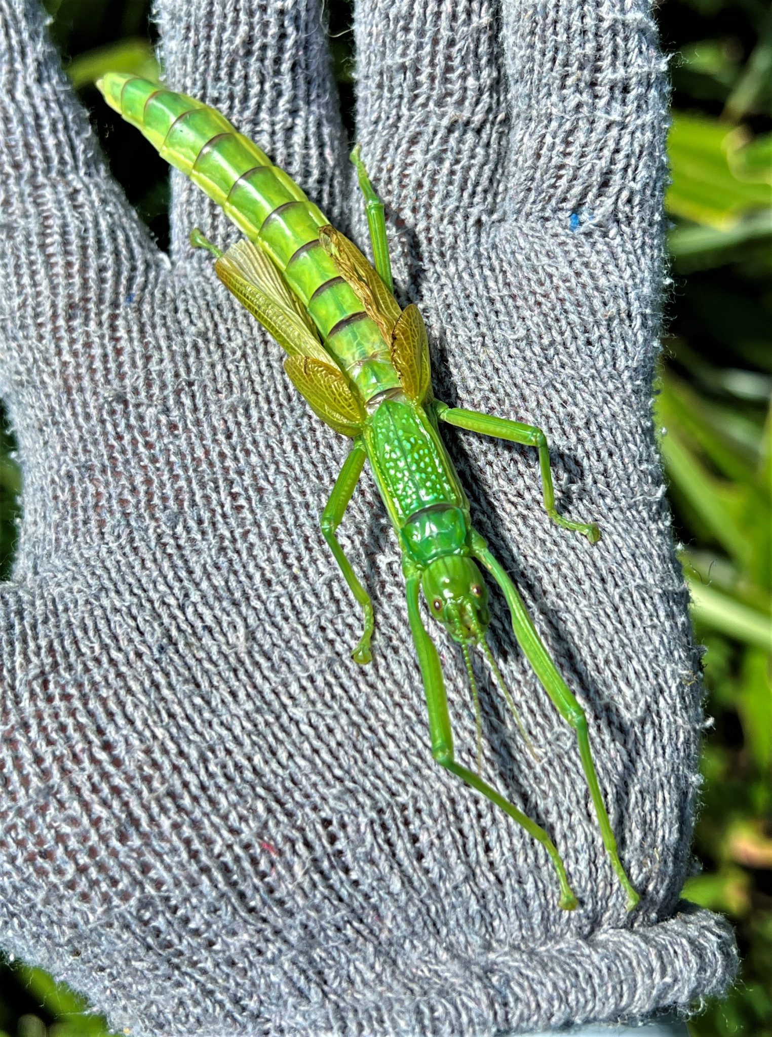 ヤエヤマツダナナフシ GreenBreeze